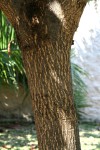 Terminalia catappa