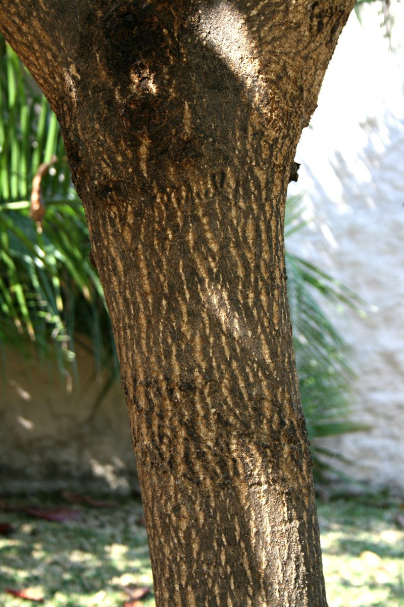 Terminalia catappa