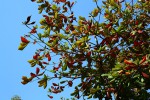 Terminalia catappa
