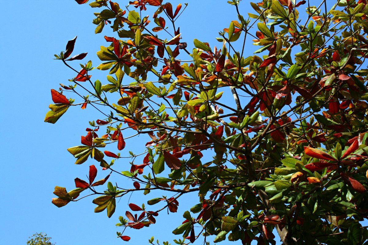 Terminalia catappa