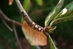 Terminalia catappa