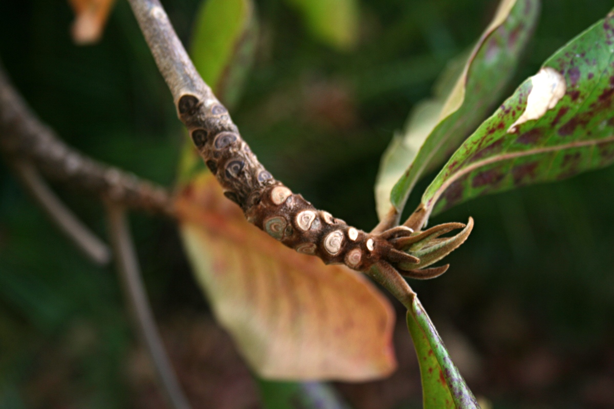 Terminalia catappa