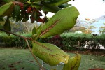 Terminalia catappa