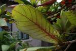 Terminalia catappa