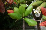 Terminalia catappa