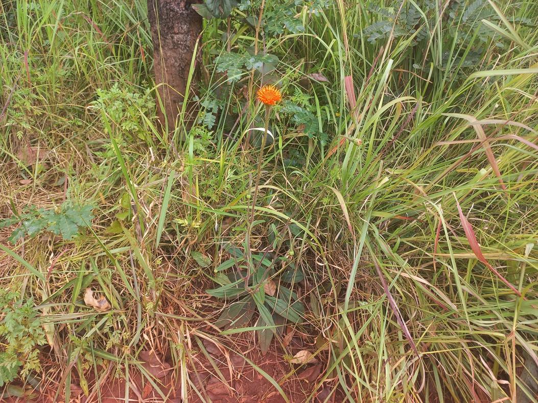 Hypericophyllum angolense