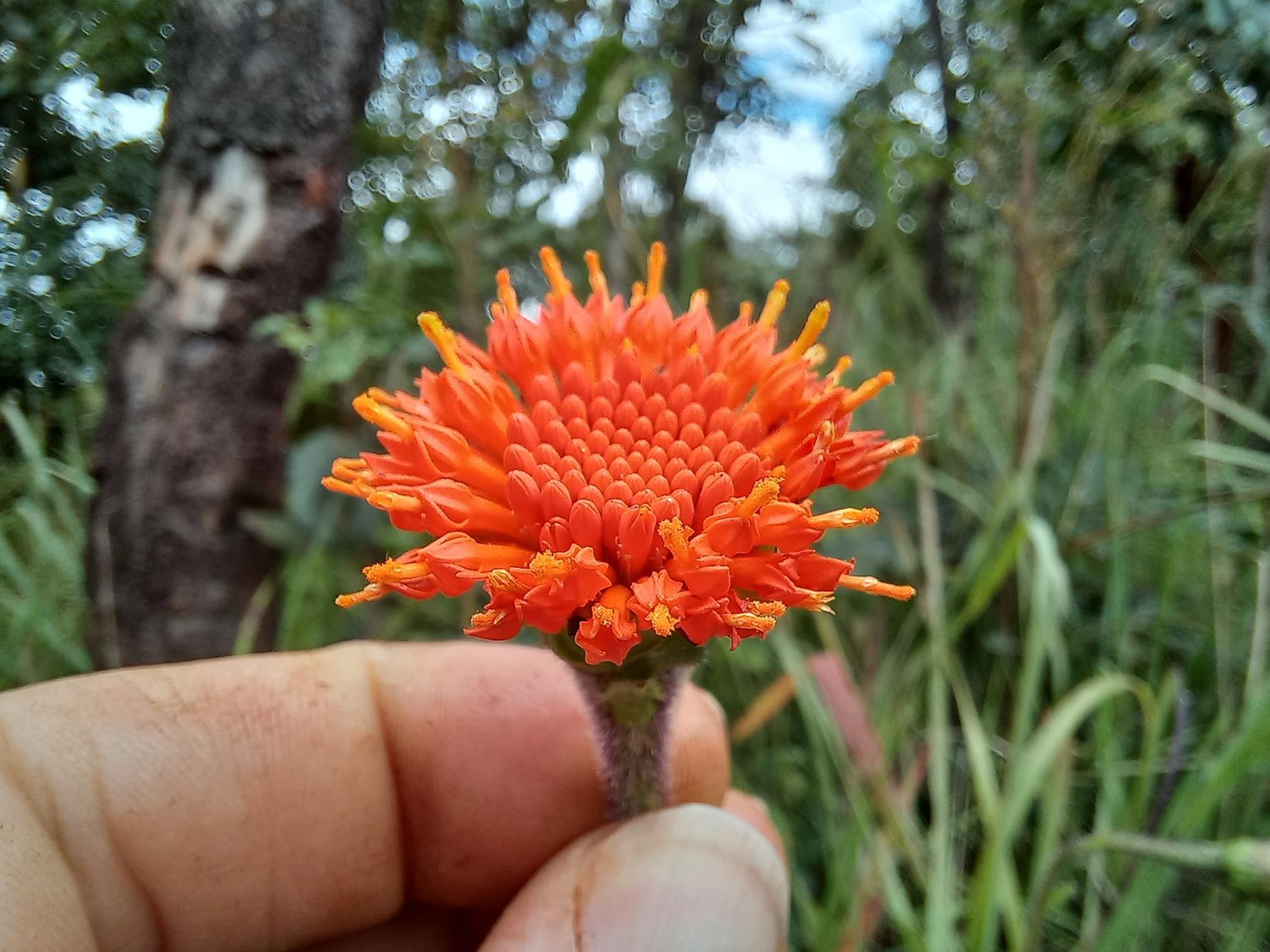 Hypericophyllum angolense