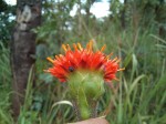Hypericophyllum angolense