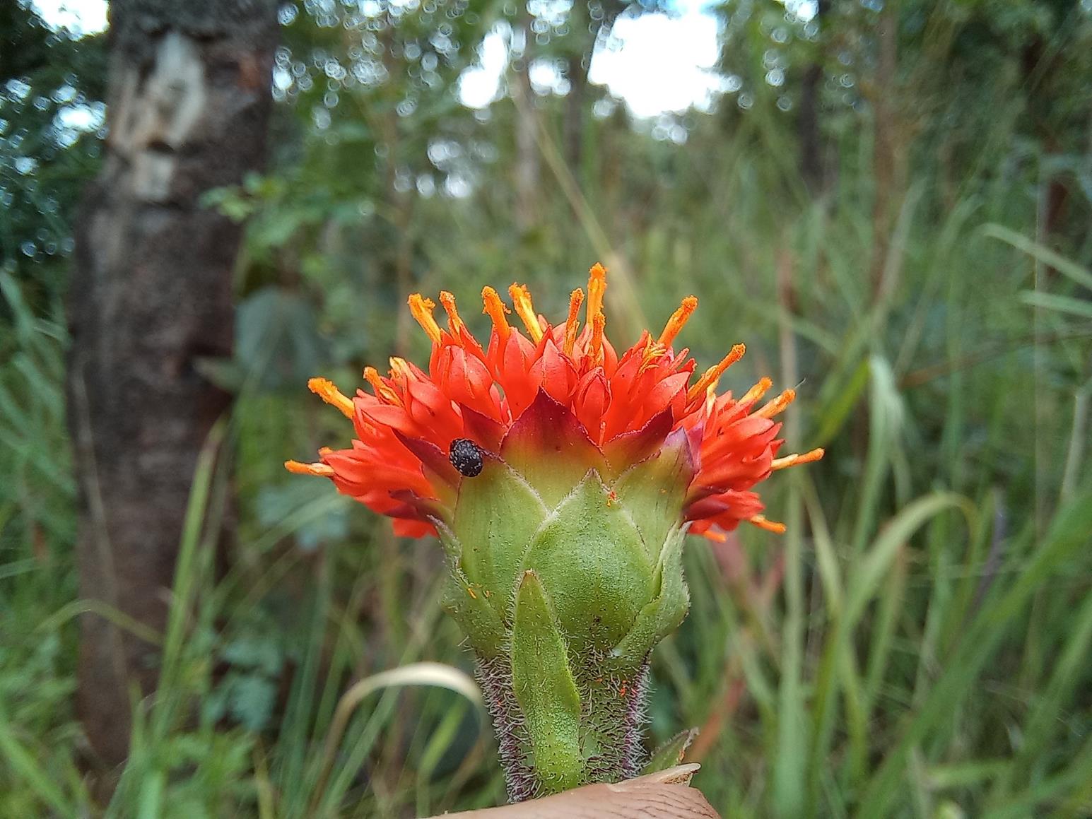 Hypericophyllum angolense