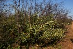 Rubus ellipticus