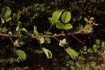 Rubus ellipticus