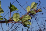 Rubus ellipticus