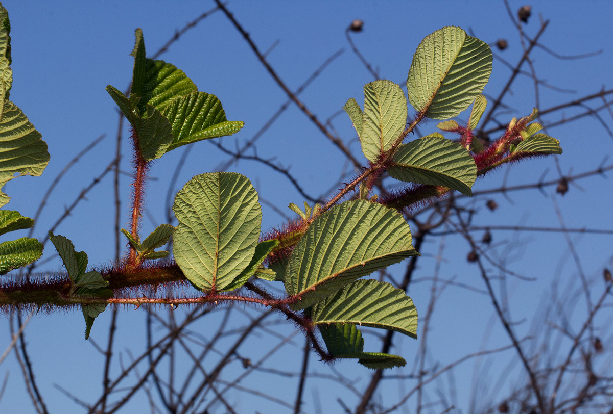 Rubus ellipticus