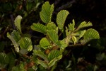 Rubus ellipticus