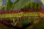 Rubus ellipticus