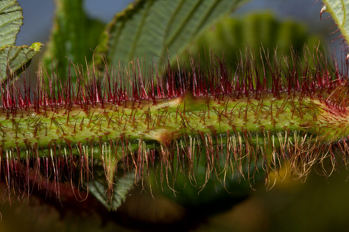 Rubus ellipticus