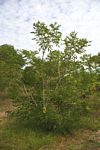 Ateleia herbert-smithii