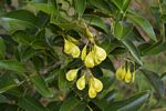 Ateleia herbert-smithii