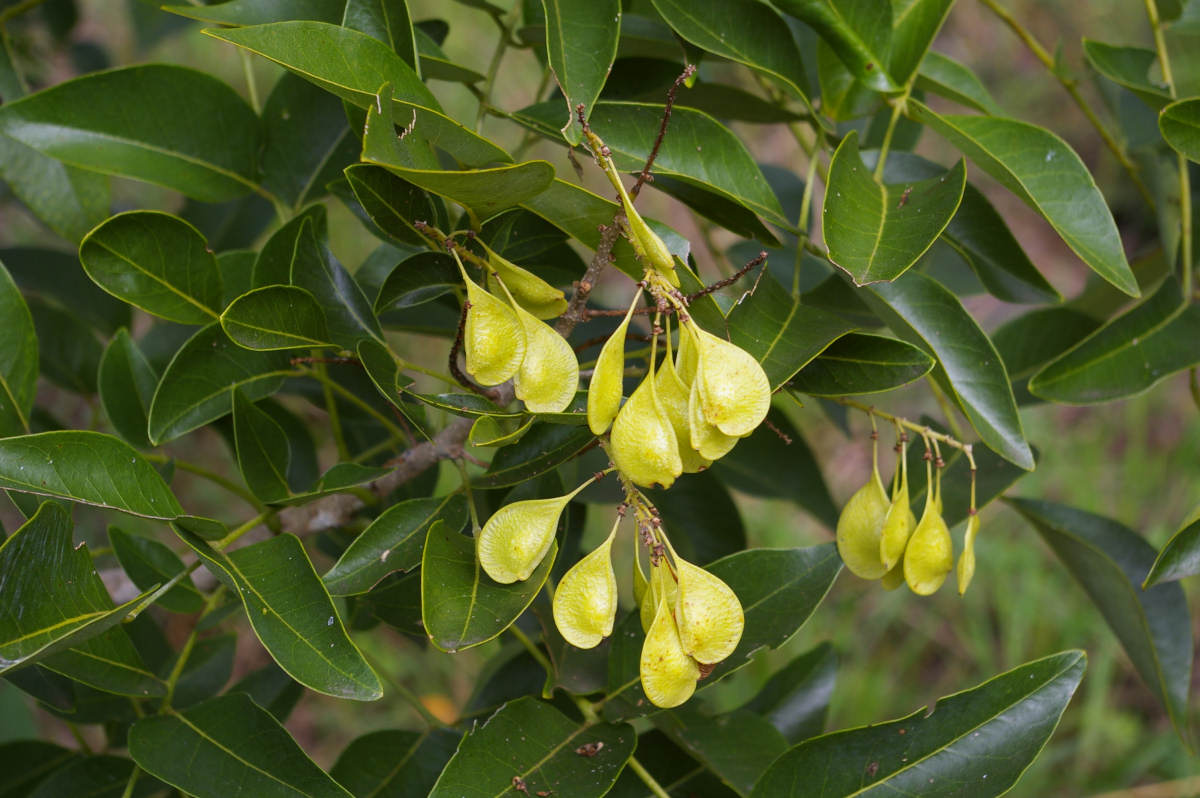 Ateleia herbert-smithii