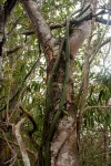 Vanilla roscheri