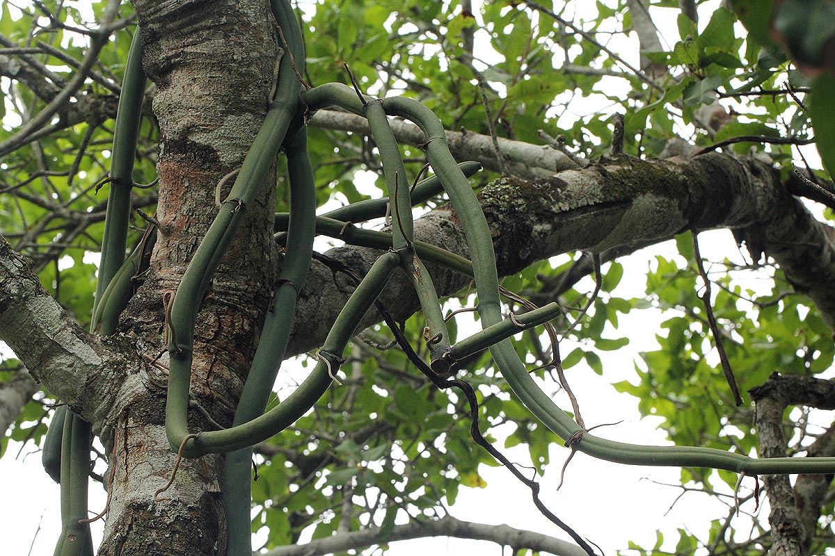 Vanilla roscheri