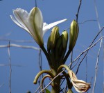 Vanilla roscheri