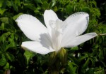 Vanilla roscheri