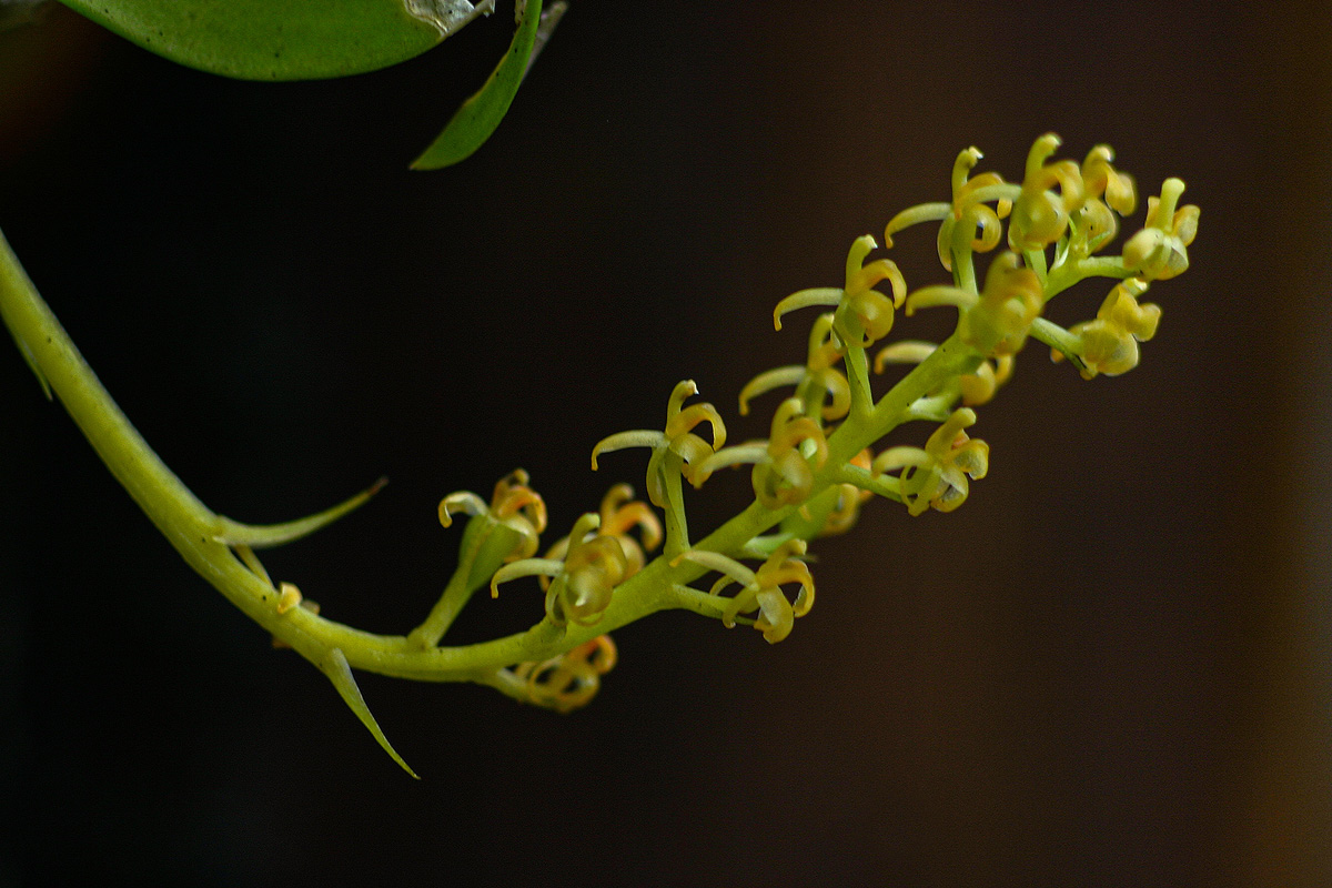 Liparis caespitosa