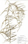 Asparagus petersianus