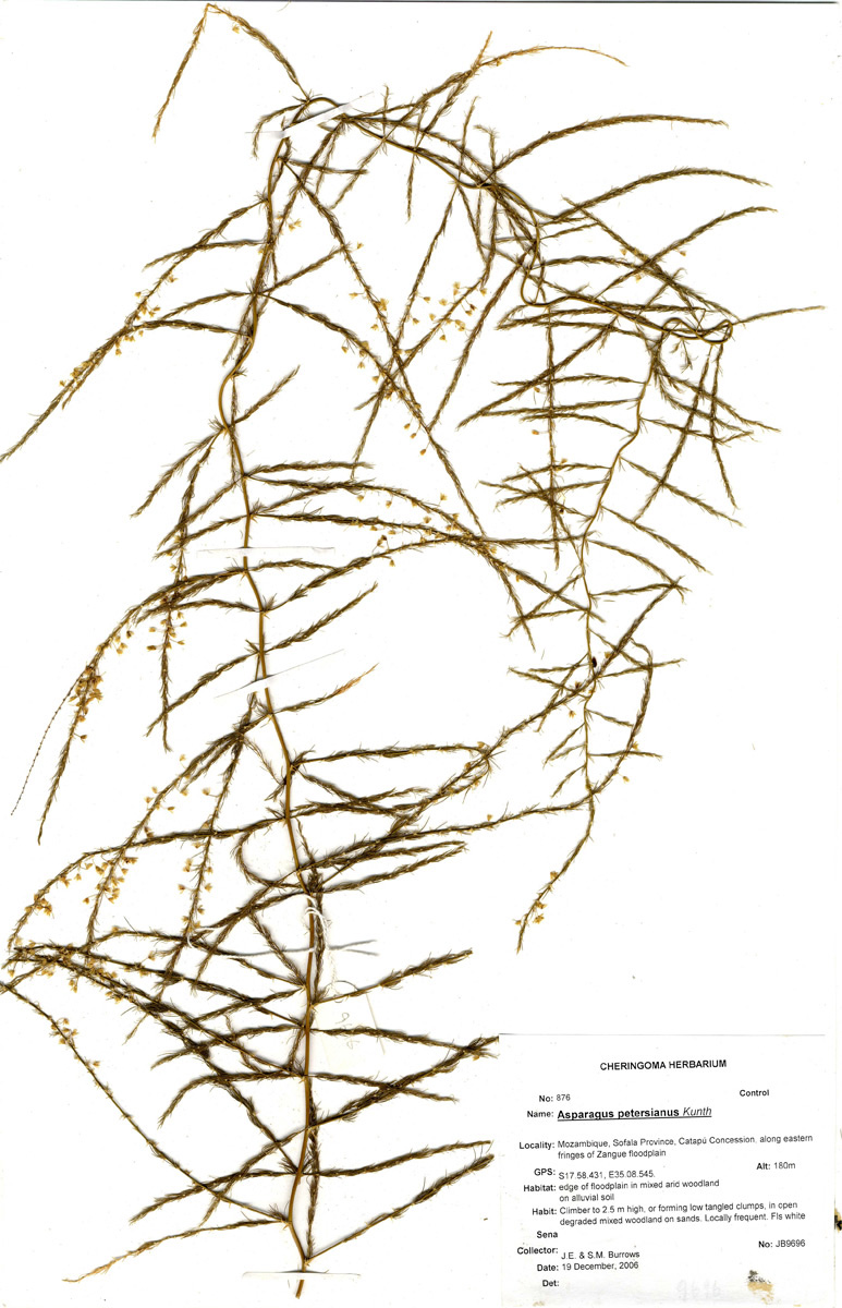 Asparagus petersianus