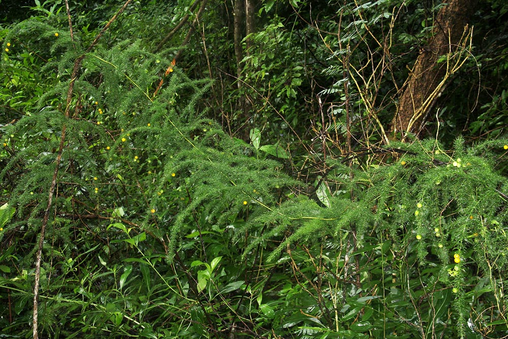 Asparagus petersianus
