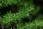 Asparagus petersianus