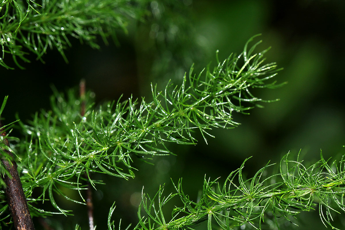 Asparagus petersianus
