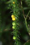 Asparagus petersianus