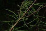 Asparagus petersianus