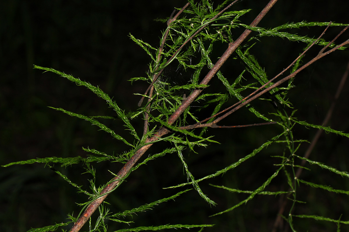 Asparagus petersianus