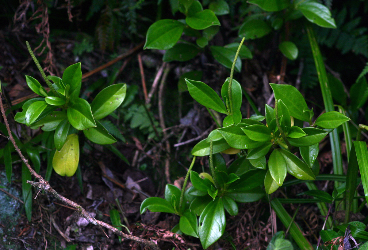 Peperomia abyssinica