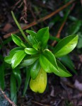 Peperomia abyssinica