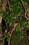 Peperomia abyssinica