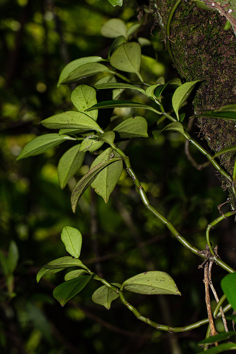 Peperomia abyssinica