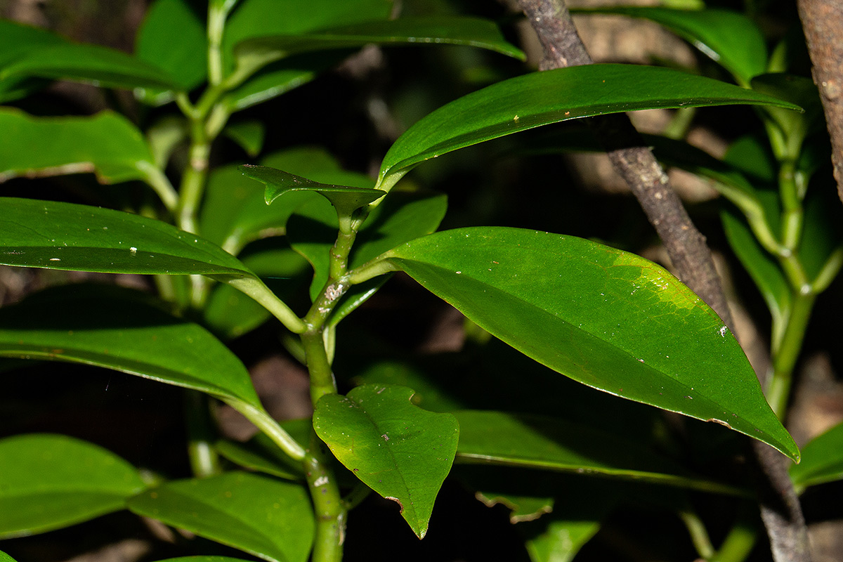 Peperomia abyssinica