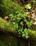 Peperomia retusa