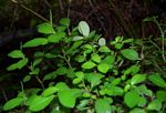 Peperomia retusa