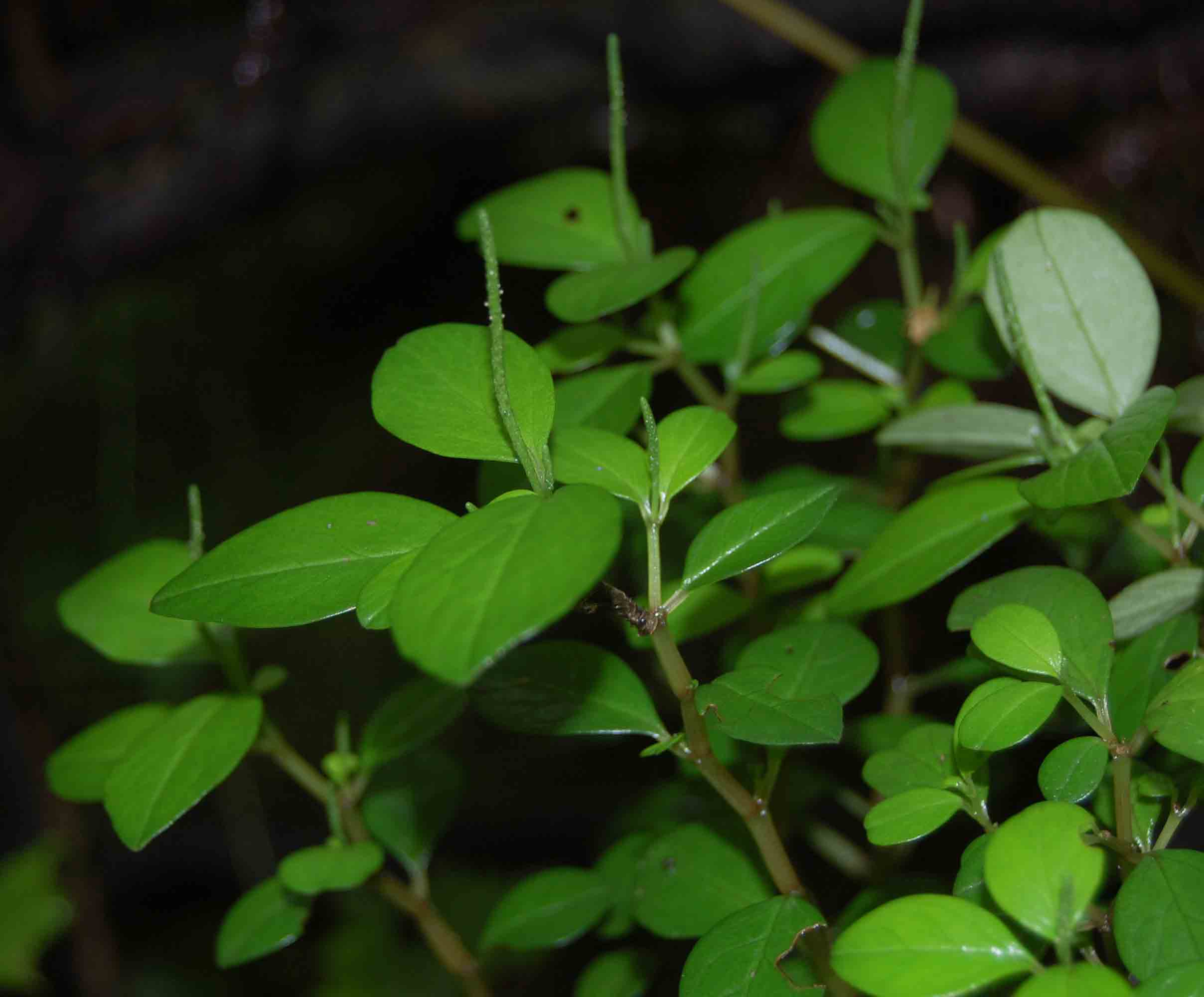 Peperomia retusa