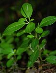 Peperomia retusa