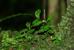 Peperomia retusa