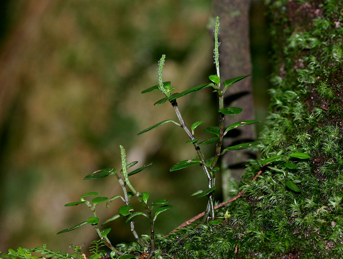 Peperomia retusa