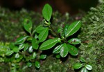 Peperomia retusa