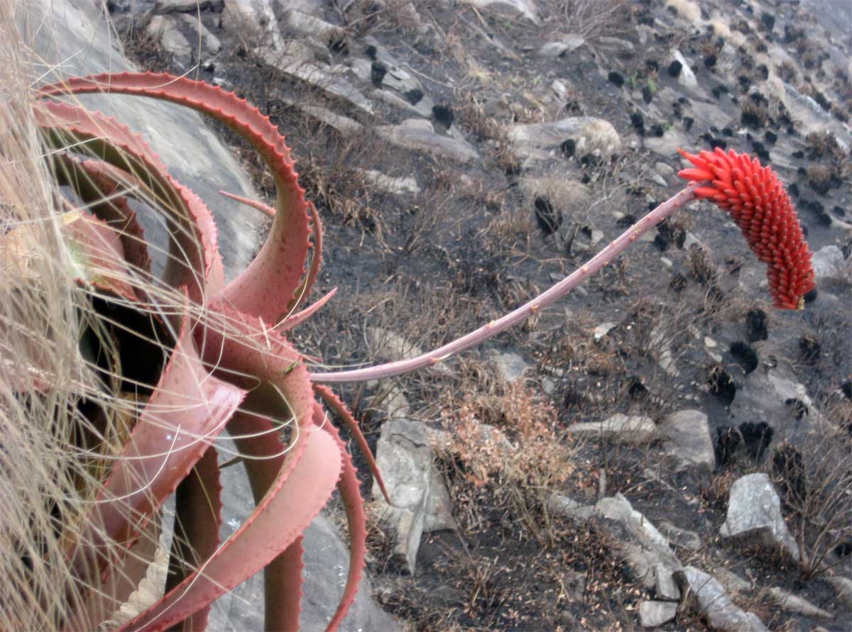 Aloe decurva