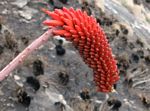 Aloe decurva
